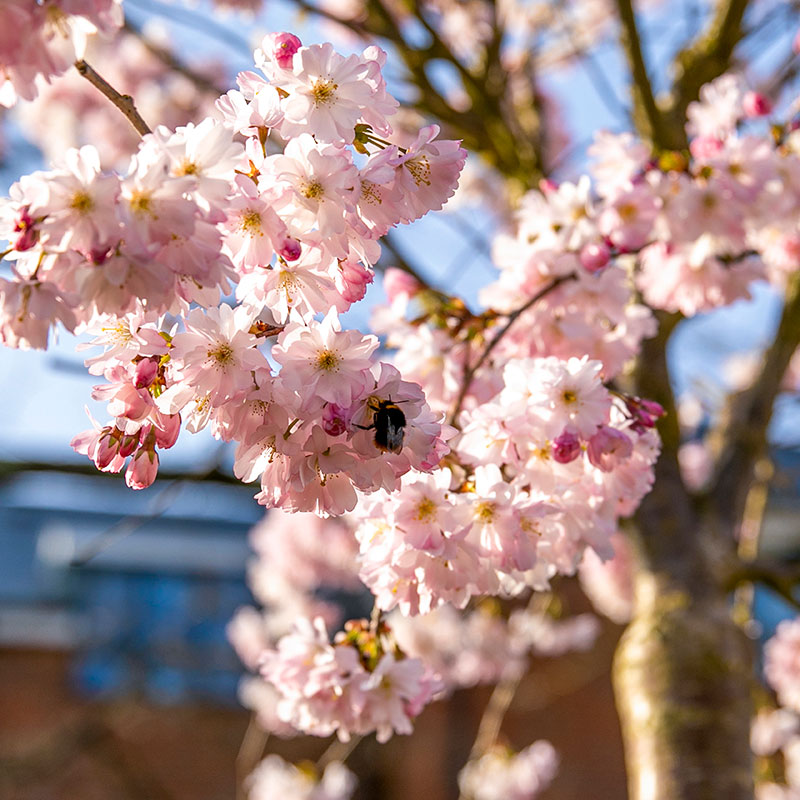 Close up of pink blossom