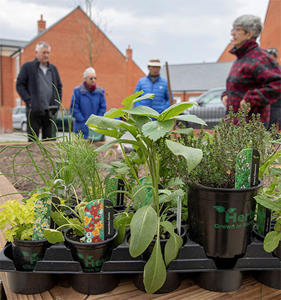Allotments at Wellesley